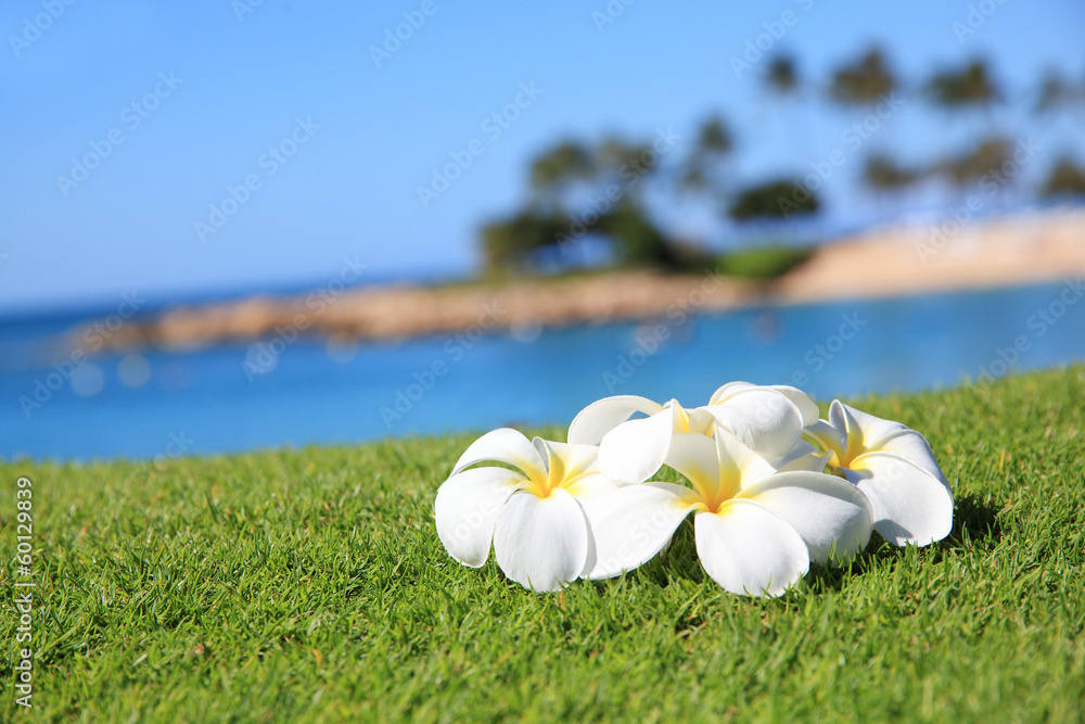 プルメリアと海 Stock 写真 Adobe Stock