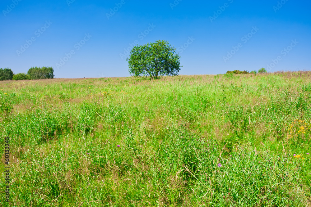 Fototapeta premium Tree and field