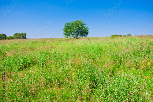 Tree and field