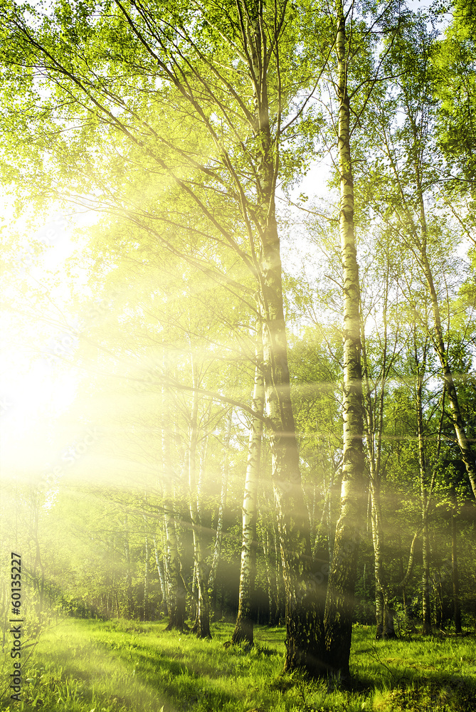 Obraz premium zielony las