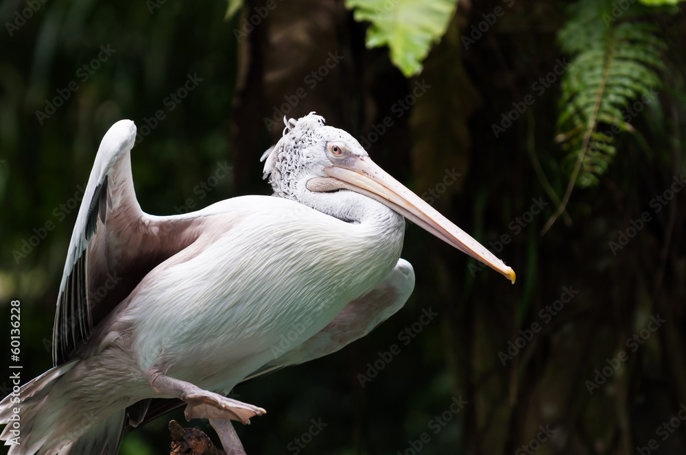 Spot-billed Pelican