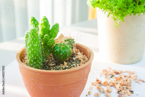 green cactus plant on white table background