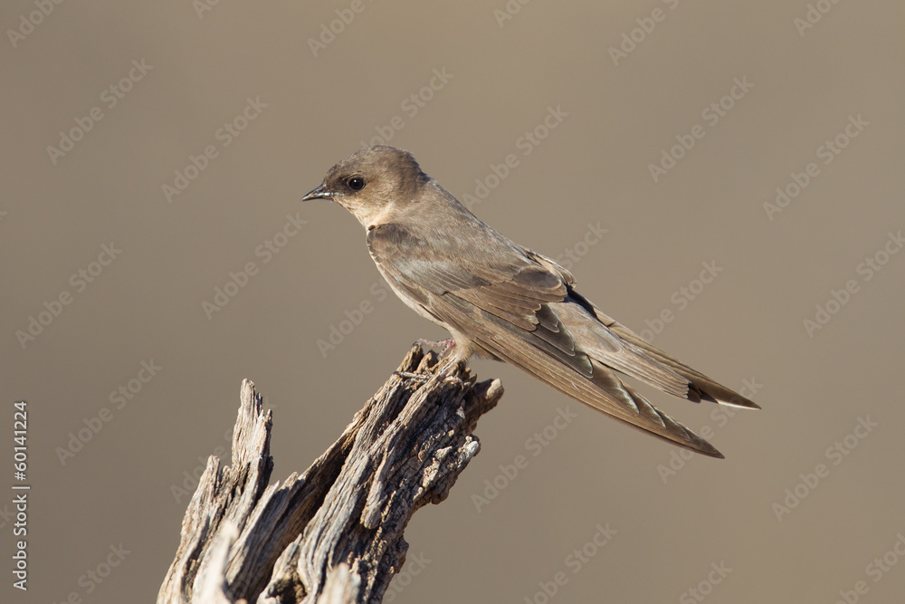 Swallow Sand Martin (Riparia riparia) Swallow Sand Martin (Riparia riparia)