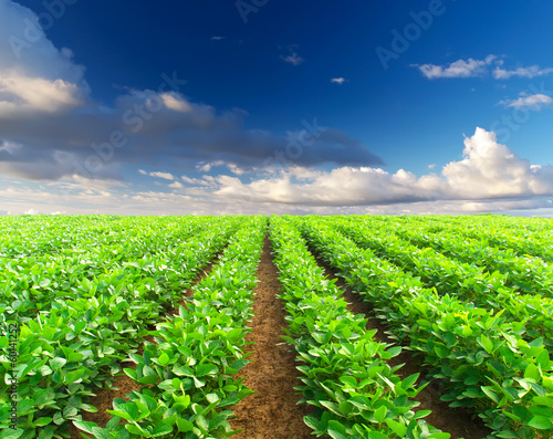 Rows on the field. Agricultural landscape