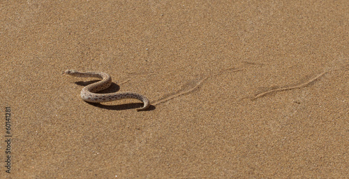 Young dune adder or sidewinder snake with trail
