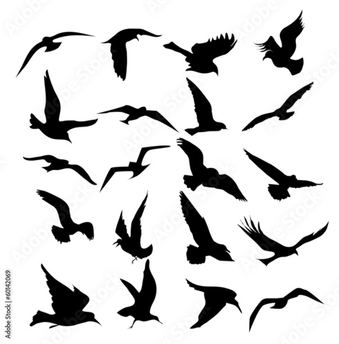 Flying Birds set-vector