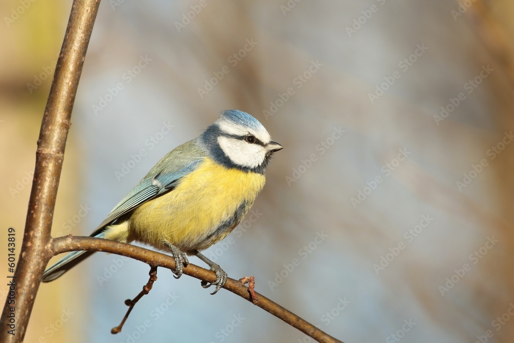 Obraz premium Blue tit - Parus caeruleus in autumn morning