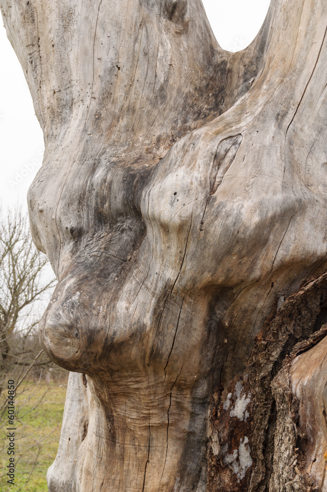 Obraz premium big tree stump wood without bark