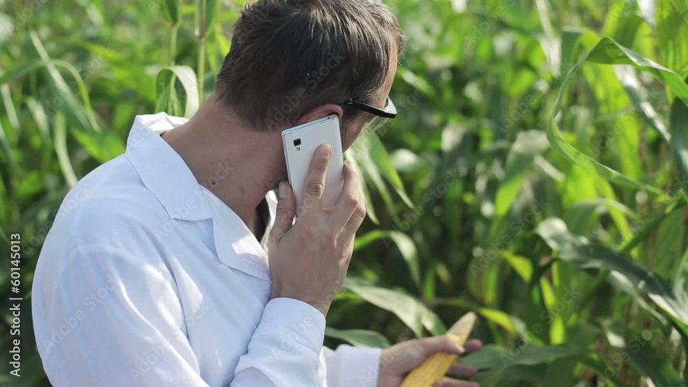 scientist talking on the phone and standing in the corn field scientist talking on the phone and standing in the corn field