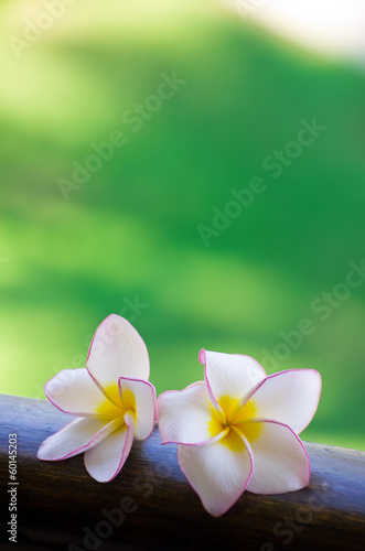 frangipani flowers