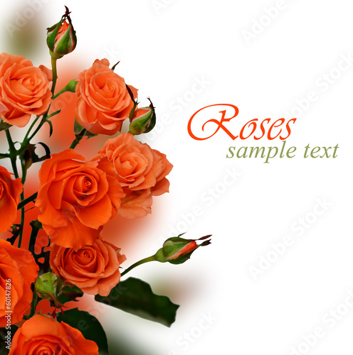 Orange roses on white background