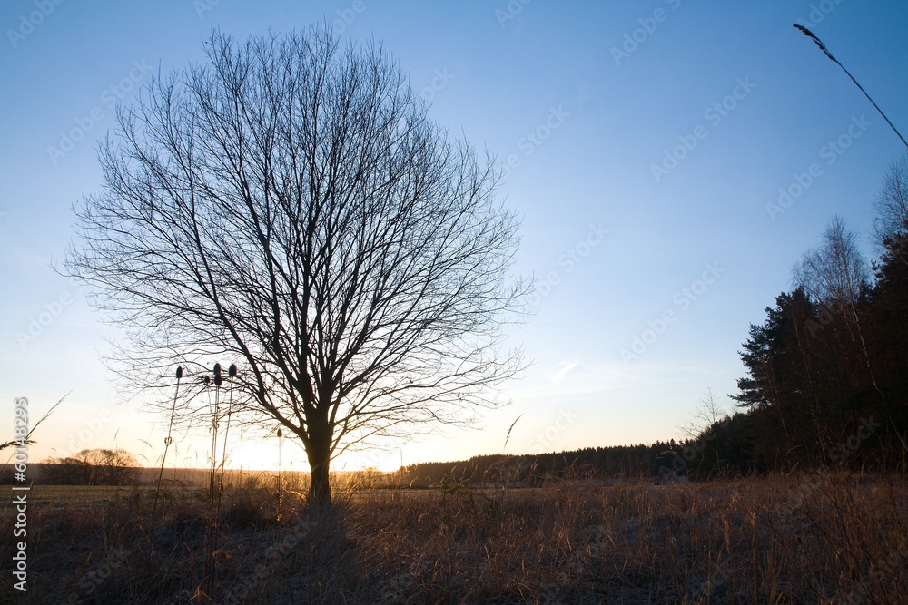 Morning winter tree