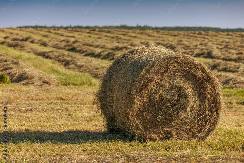 Hay Bales