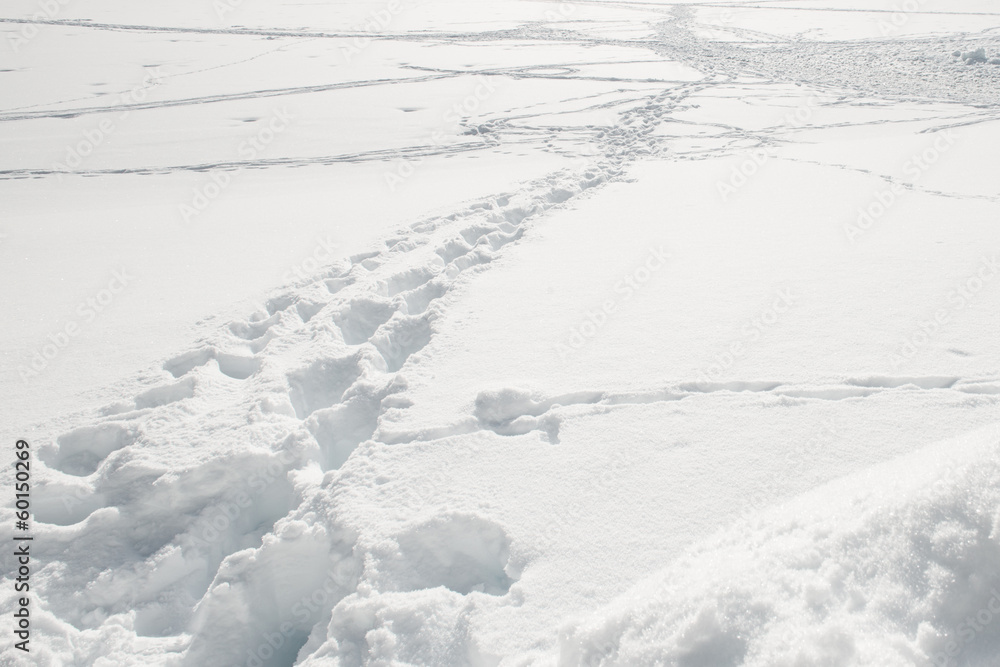 Obraz premium Orme nella neve
