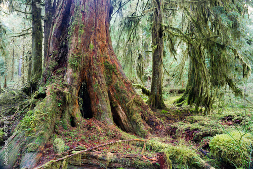 Giant Red Cedar Tree Stump Moss Covered Growth Hoh Rainforest photo
