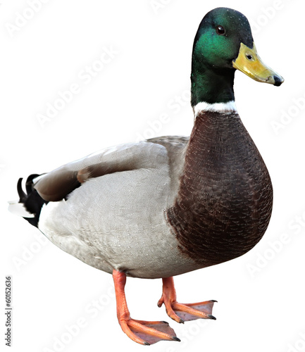 Fotografie, Obraz Mallard Duck with clipping path. Colourful mallard duck isolated