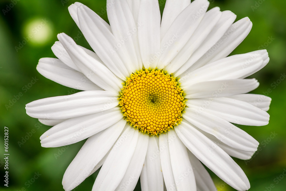 Closeup of summer wildflowers - Daisy Closeup of summer wildflowers - Daisy