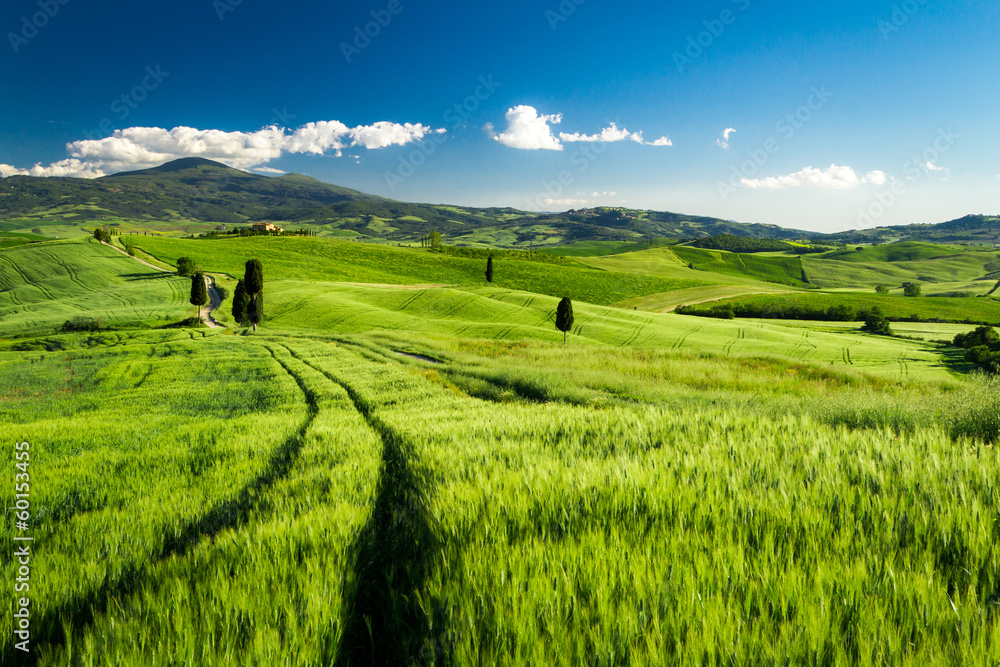Green fields of wheat in Tuscany, Italy