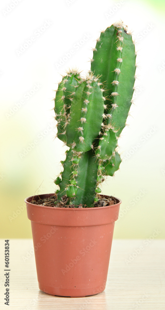 Beautiful cactus on wooden table Beautiful cactus on wooden table