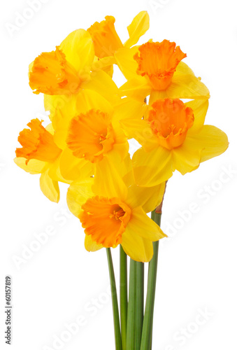 Daffodil flower or narcissus bouquet isolated on white backgro