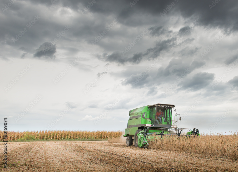 Fototapeta premium Harvesting of soy bean