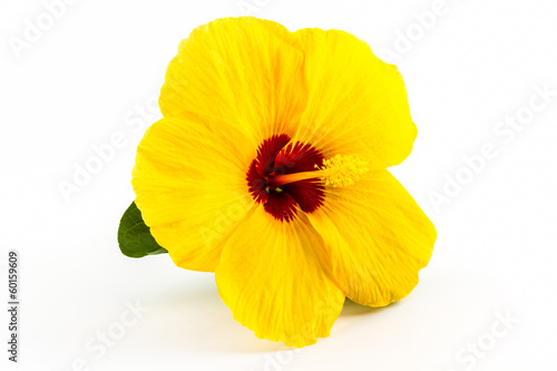 Yellow hibiscus flower.