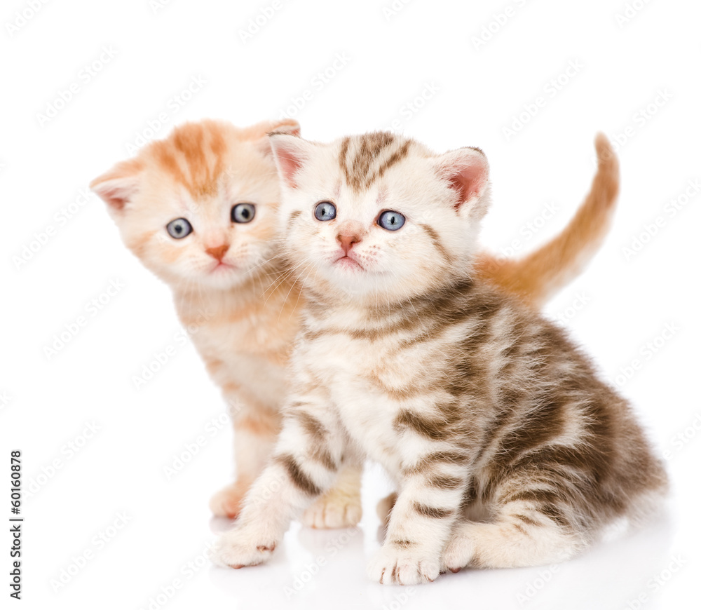 Obraz premium two cute scottish kittens. isolated on white background
