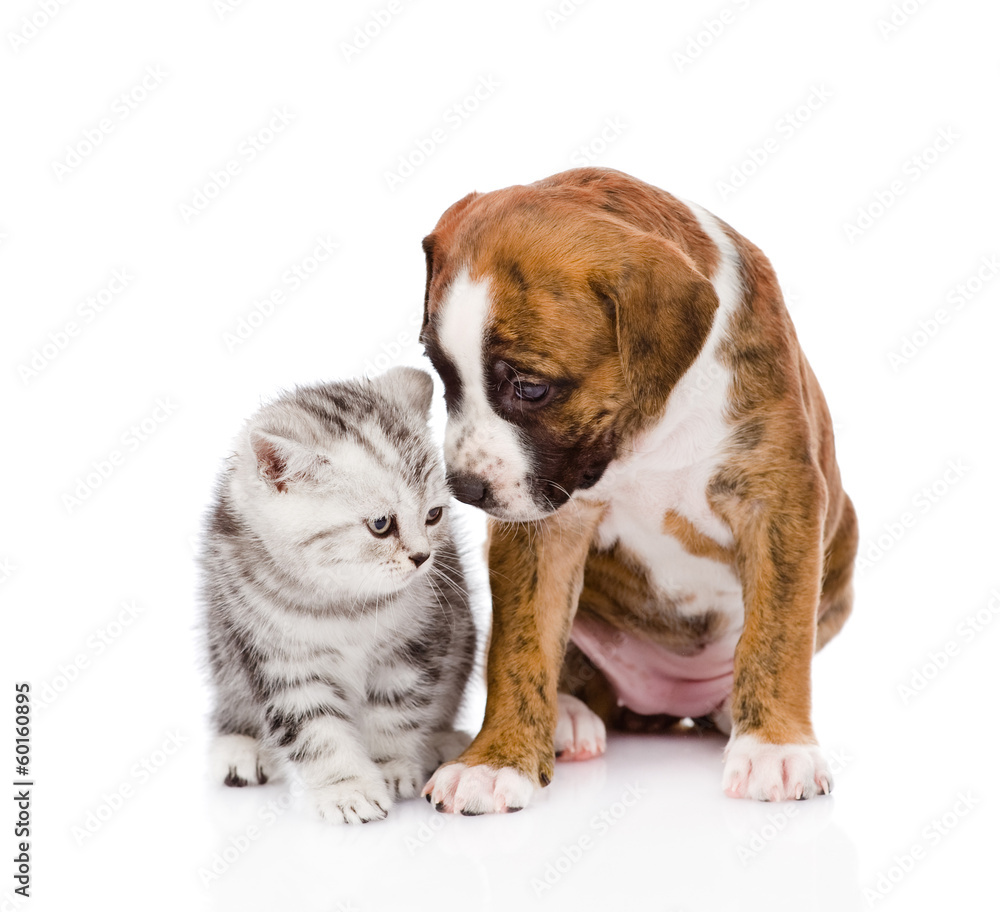 Scottish kitten and cute puppy. isolated on white background