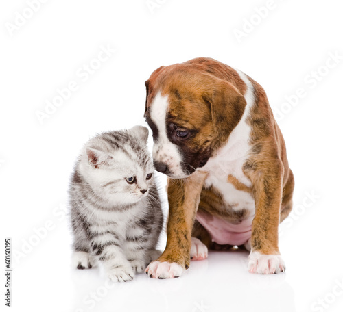 Scottish kitten and cute puppy. isolated on white background