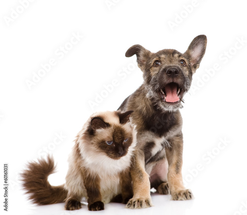 cat and dog together. isolated on white