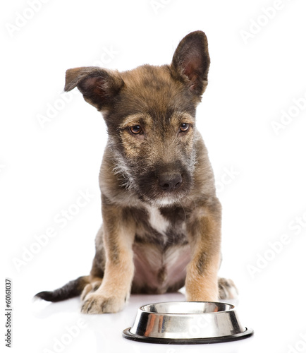 puppy begging for food. isolated on white background