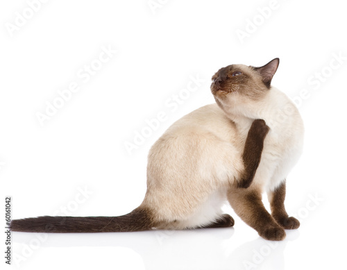 Domestic cat scratching. isolated on white background
