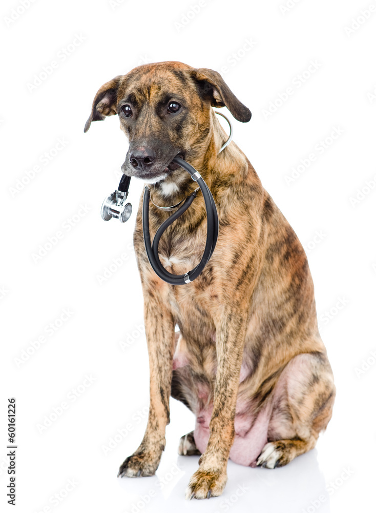 dog with a stethoscope on his neck. isolated on white background