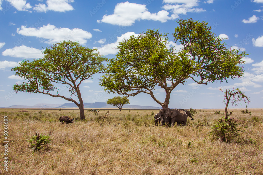 African landscape with elephants and buffalo African landscape with elephants and buffalo
