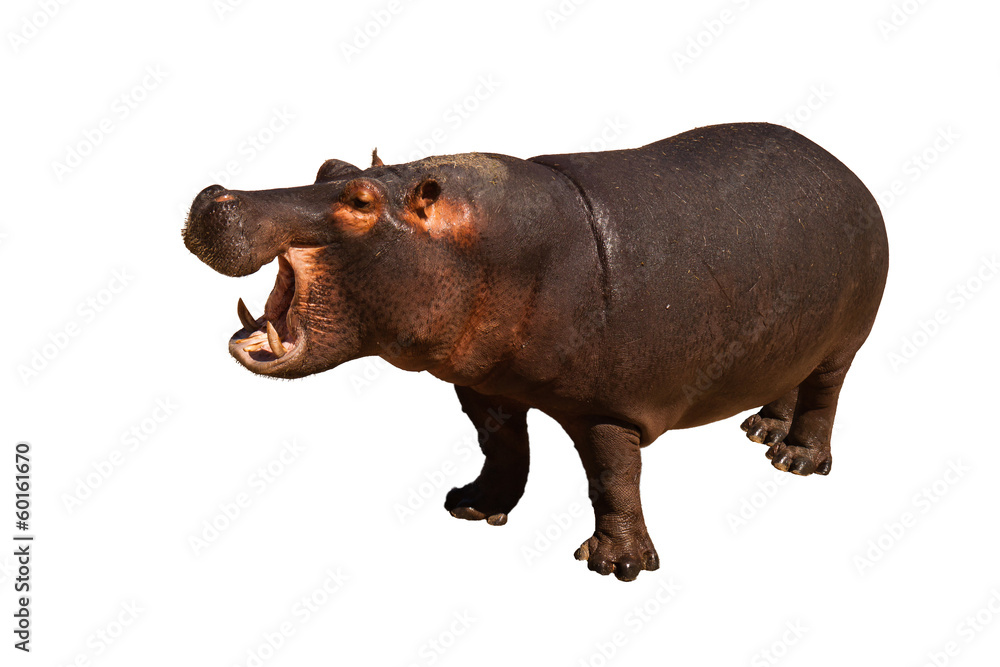 Fotografi Hippo isolated