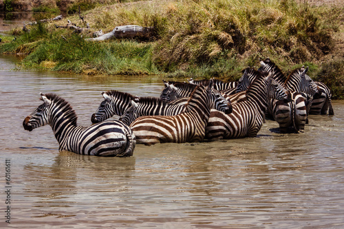 Zebras at the watering