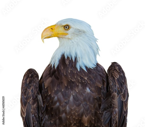American eagle isolated