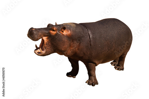 Hippo isolated