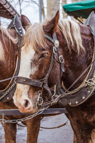 horse in harness close-up © tsepova