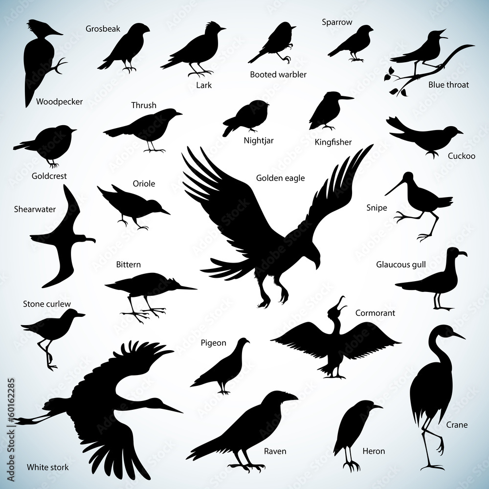 Obraz premium Birds silhouettes