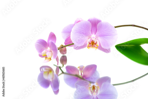 orchid with reflection on white background
