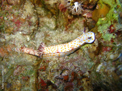 Nacktschnecke photo