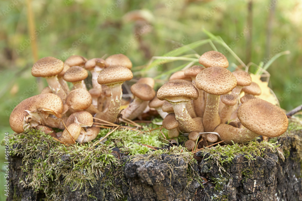 Honey agarics Honey agarics