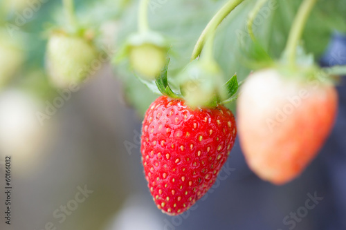Closeup of fresh organic strawberries growing