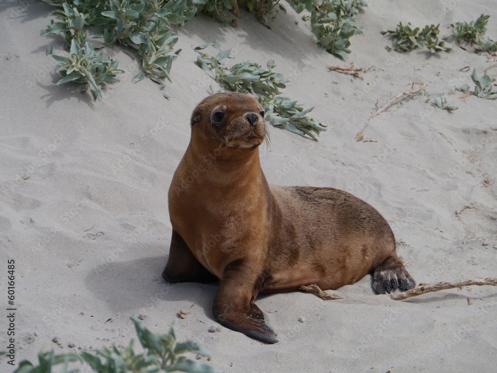 Obraz premium Baby Australian sea lion on the beach