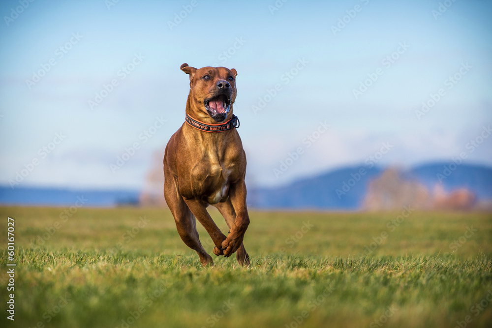 ridgeback dog