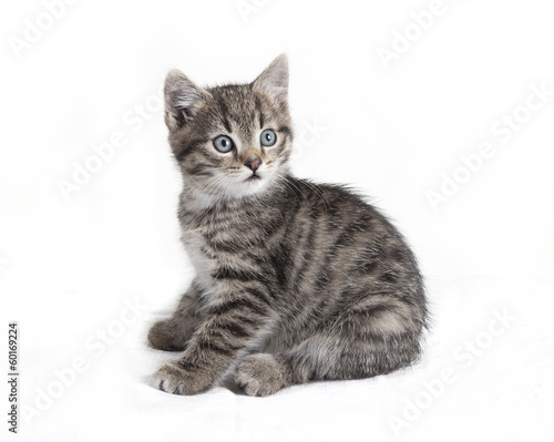 gray tabby cat sitting