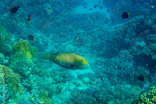 Rusty Parrotfish