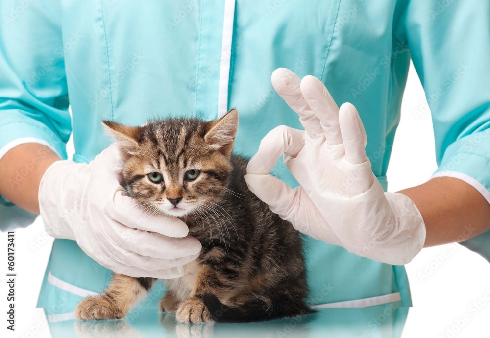 Veterinarian survey Veterinarian survey