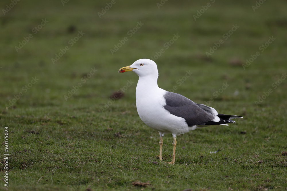 Lesser black-backed gull, Larus fuscus Lesser black-backed gull, Larus fuscus